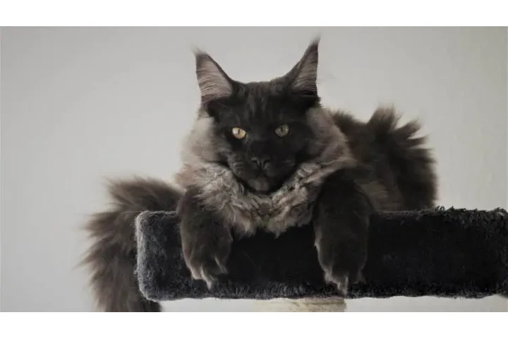$4000000 : Maine Coon Excelntes Gatos image 2