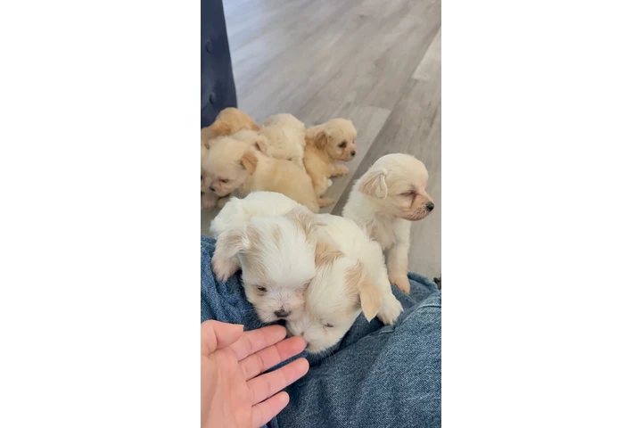 $250 : Yorkie estándar image 5