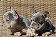 Pretty French bulldog en Madison WV