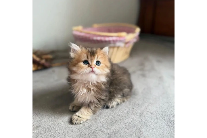 $280 : Two Persian Ready image 1