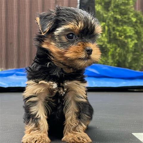 Conner- cachorros yorkie🌺 image 1