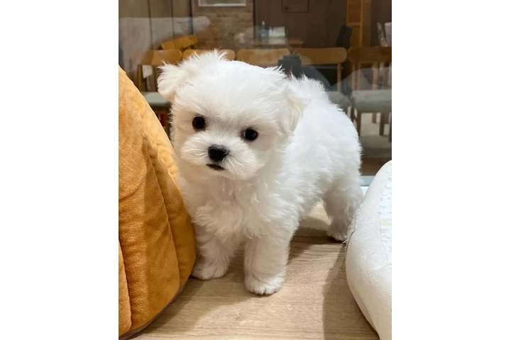 $350 : cachorro maltés image 1