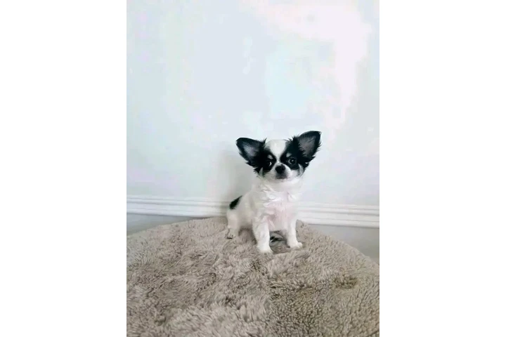 $800 : Chihuahua puppies image 3