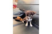 $300 : Teacup Chihuahua puppies thumbnail