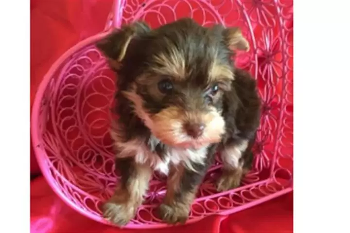 AKC Yorkie para adopción image 1