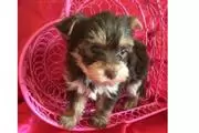 AKC Yorkie para adopción en Atlanta