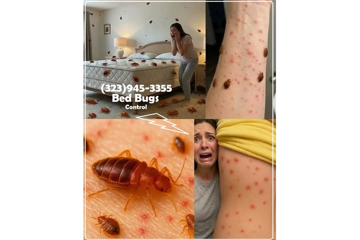 Fumigaciones Navideñas 2025.- image 9