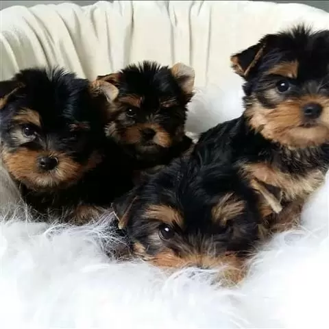 YorkiesTerrier de taza de te image 1