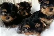 YorkiesTerrier de taza de te en Chicago