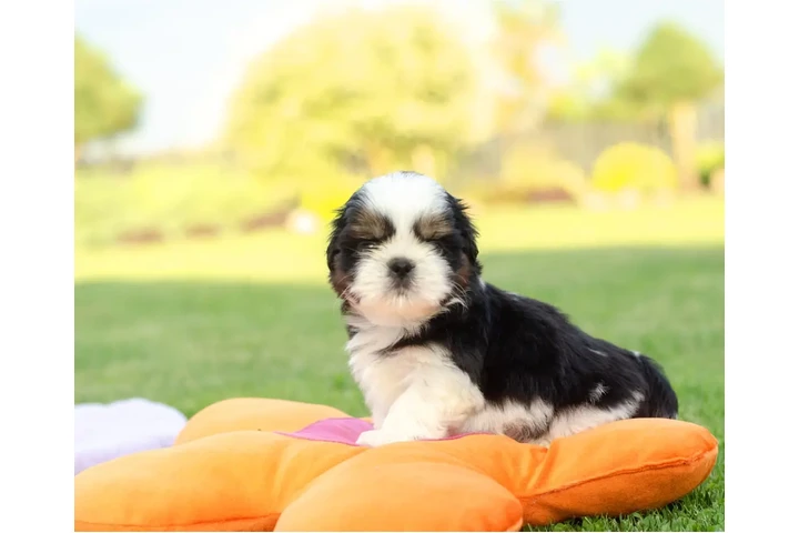 $350 : cachorros Shih Tzu image 3