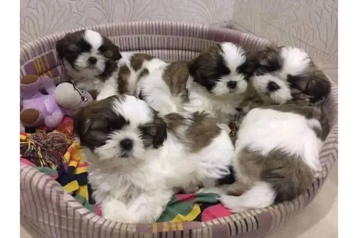 $350 : Cachorros de Shih Tzu image 1
