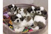 Cachorros de Shih Tzu en Trenton