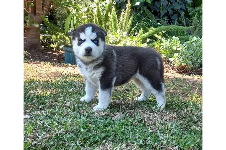 Cachorros de husky siberiano d image 1