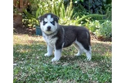 Cachorros de husky siberiano d en Buenos Aires