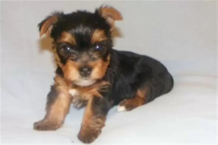 Fantásticos cachorros de Yorki image 1
