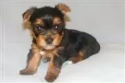 Fantásticos cachorros de Yorki en Arlington VA
