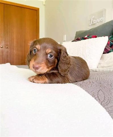 $500 : Miniature dachshund puppies av image 3