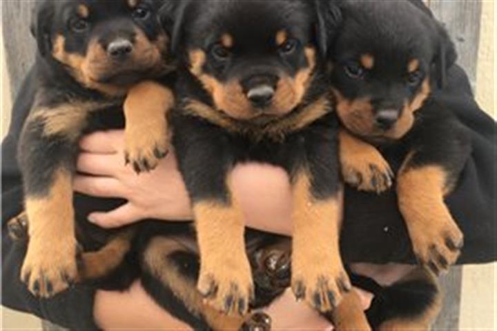 $500 : Rottweiler puppies for sale image 1