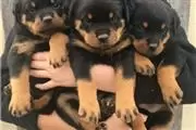 Rottweiler puppies for sale