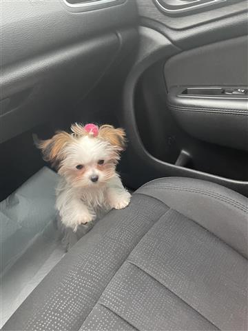 $700 : Shih Tzu image 1