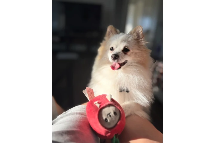 $100 : Pomeranian image 3
