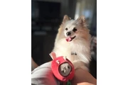 $100 : Pomeranian thumbnail
