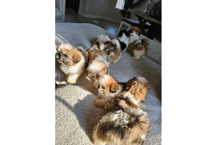 $350 : Cachorros Shihtzu en venta image 2