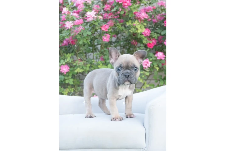 $1000 : French bulldog 4sale image 5