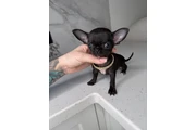 $250 : Chihuahua mini puppies thumbnail