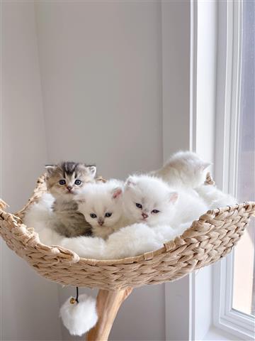 $250 : Drake kittens for rehoming image 1