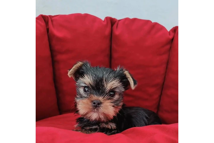 $350 : Yorkie image 1