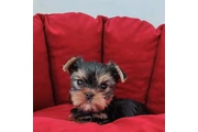 Yorkie