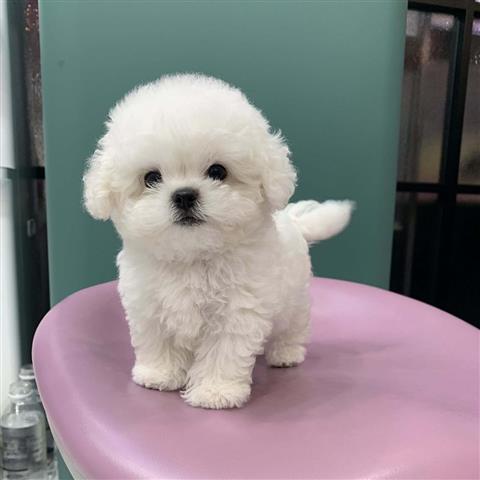 $350 : Mini Bichón Frisé image 2