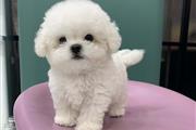 $350 : Mini Bichón Frisé thumbnail