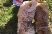 $550 : Affordable Toy Poodle Puppies thumbnail