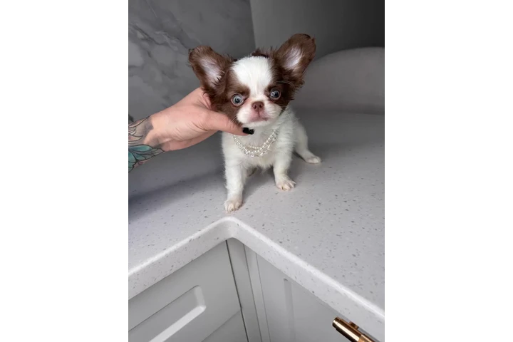 $300 : Teacup Chihuahua puppies image 6