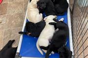 Hermosos cachorros de labrador en Fort Lauderdale