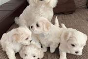$600 : Cute Maltese puppy for adoptio thumbnail