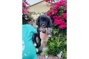 PERRITAS ADORABLES thumbnail