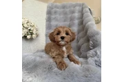 $350 : Cavapoo Toy F1B listo thumbnail