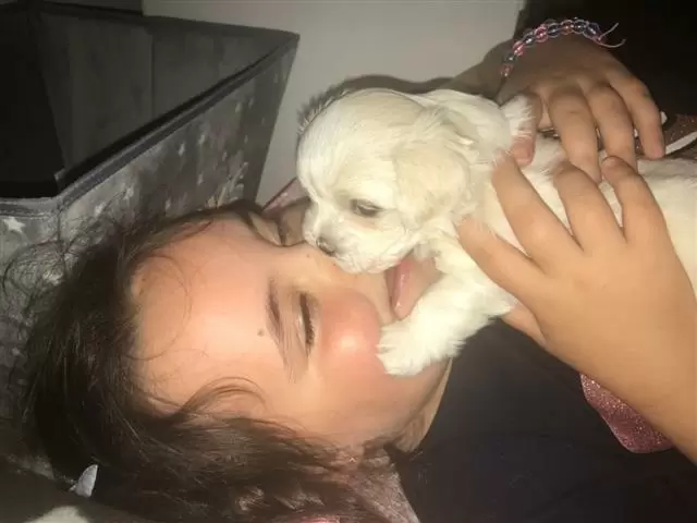 $600 : Maltese Puppies awaits you image 1