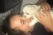Maltese Puppies awaits you en Long Island
