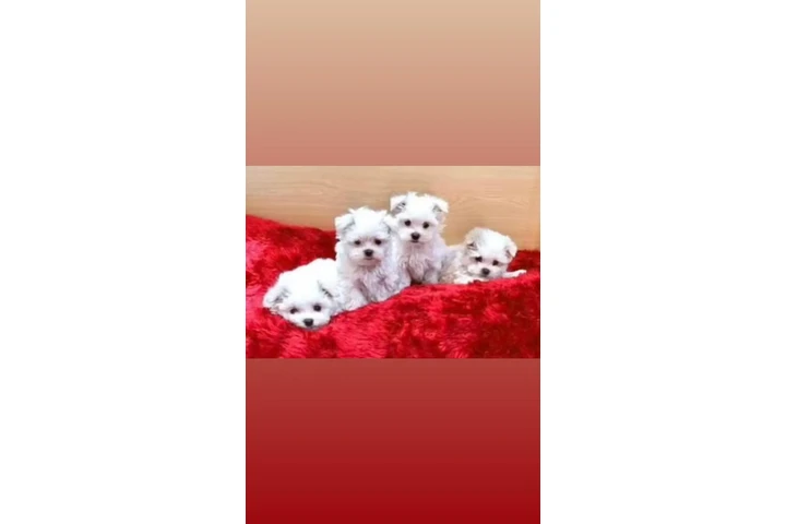 $2000 : Maltesse puppies image 3