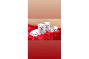 $2000 : Maltesse puppies thumbnail