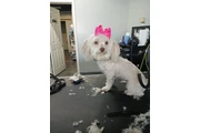 $95 : Rialto Pet Grooming thumbnail