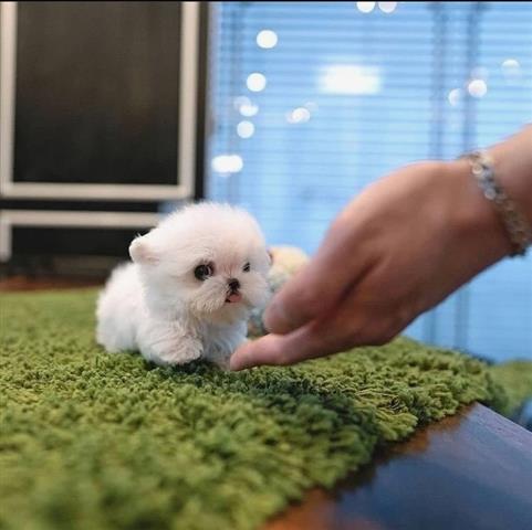 $500 : Maltese puppies for adoption image 3