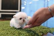 $500 : Maltese puppies for adoption thumbnail