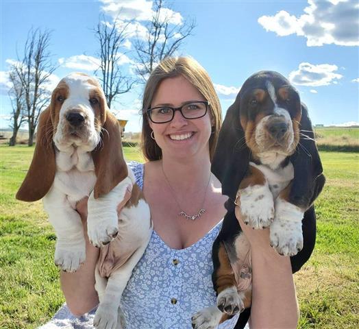 $600 : Cachorros Basset Hound puros d image 1