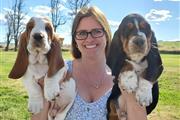 $600 : Cachorros Basset Hound puros d thumbnail