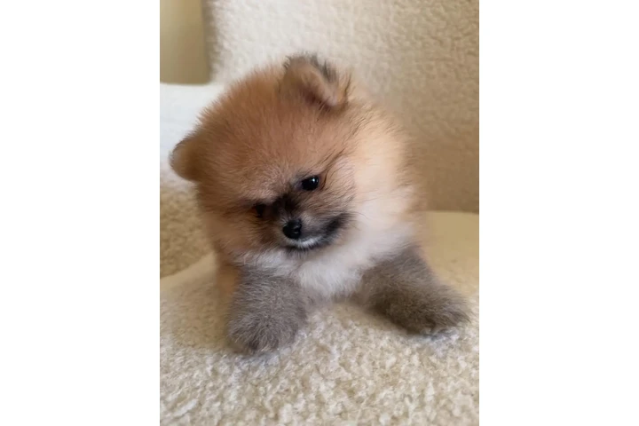 $150 : Preciosos Cachorros Pomerania image 2